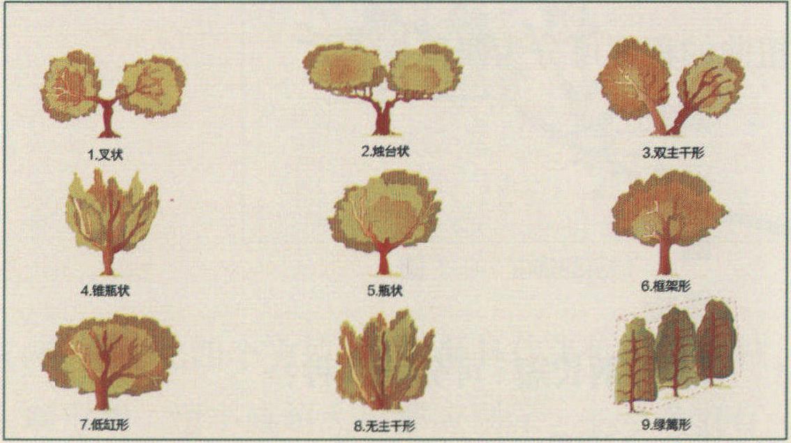 第五節(jié) 油橄欖栽培品種形態(tài)特征描述方法